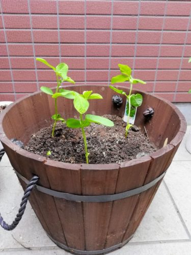 さぁ 枝豆を植えよう 豆なブログ